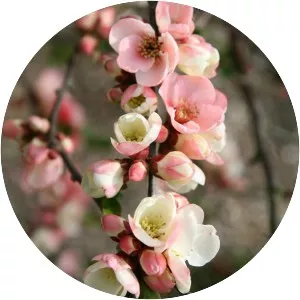 Flowering quince - Plants