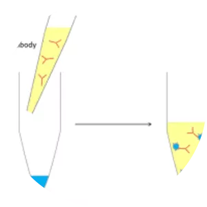 Fluorophore - Chemical compound