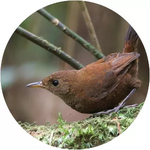 Flutist wren
