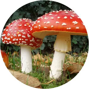 Fly agaric