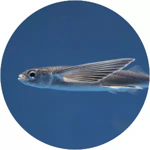 Flying fish