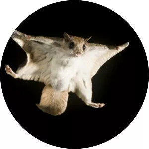 Flying squirrel