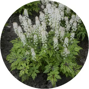 Foamflower