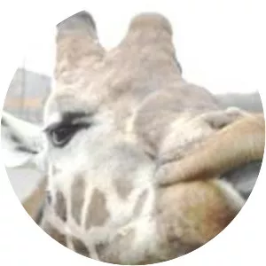 Folly Farm Adventure Park and Zoo