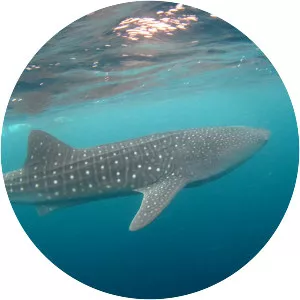 Fonimagoodhoo - Island in the Maldives