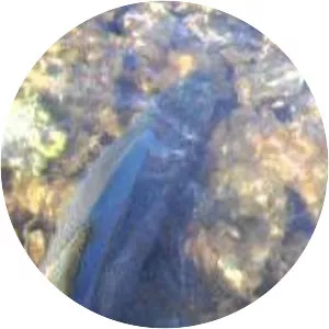 Foote Pond Overlook & Champagne Hill - 