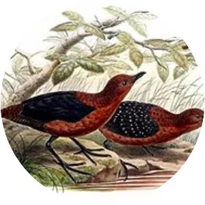 Forbes's forest rail - Bird