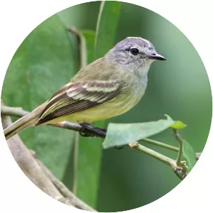 Forest elaenia - Bird