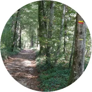 Forest of Chailluz - 