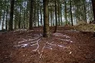 Forest of Dean Sculpture Trail - 