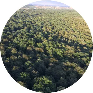 Forest of Fontainebleau - 