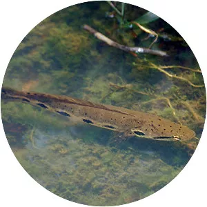 Forest snakehead