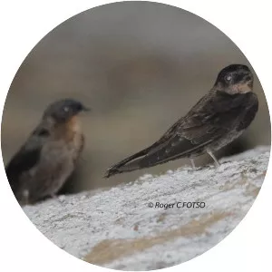 Forest swallow
