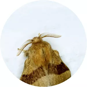 Forest tent caterpillar moth