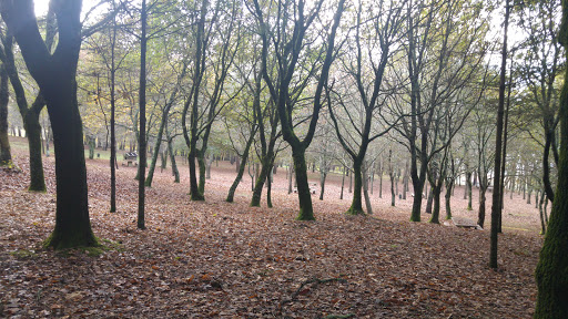 Forestal Cotogrande Park - Park in Spain