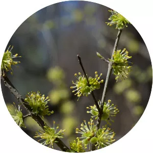 Forestiera acuminata