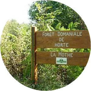 Forêt d'Horte - 
