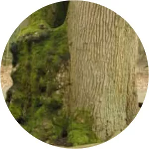 Forêt de Brotonne - 