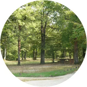 Forêt de la Braconne - 