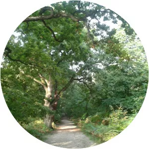 Forêt de la Roche Turpin - 