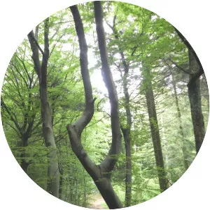 Forêt de Marsanne - 