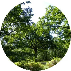 Forêt de Moulière - 