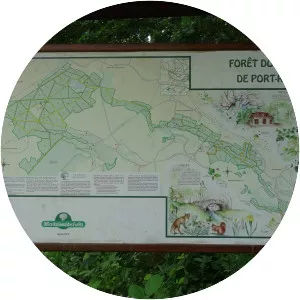 Forêt de Port-Royal - 