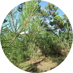 Forêt de Saint-Trojan - 