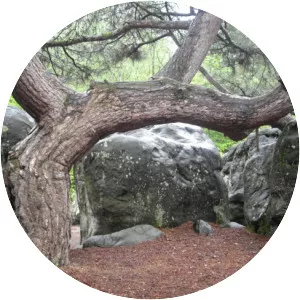 Forêt Départementale des Grands Avaux - 