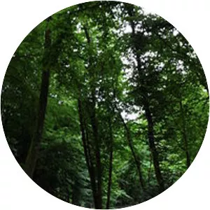 Forêt Domaniale de Bord-Louviers - 