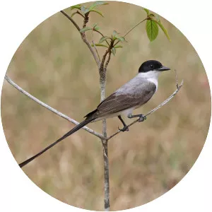 Fork-tailed flycatcher