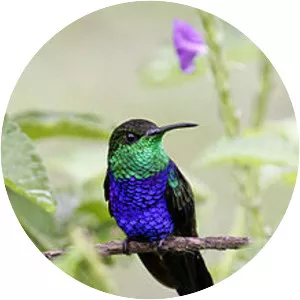 Fork-tailed woodnymph