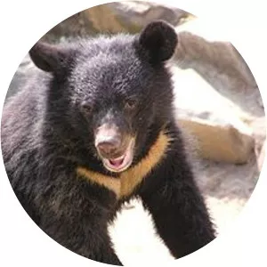 Formosan black bear