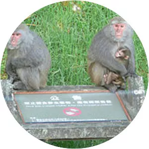 Formosan rock macaque