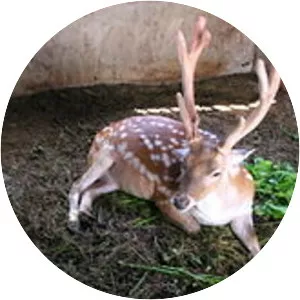 Formosan sika deer