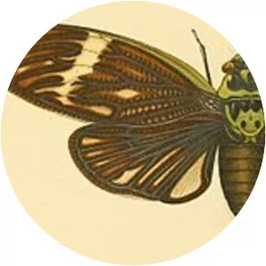 Formotosena seebohmi