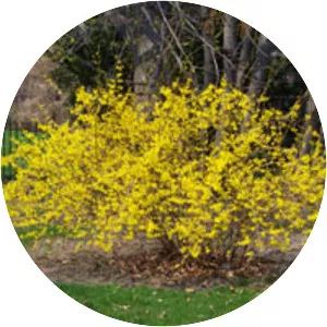 Forsythia