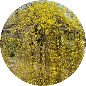 Forsythia suspensa