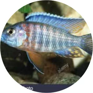 Fort Maguire aulonocara