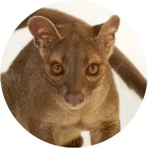 Fossa