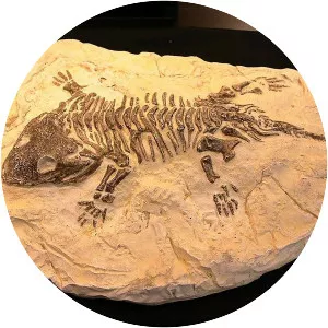 Fossil photograph