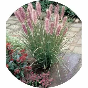 Fountaingrasses - Plants