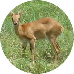 Four-horned antelope - Animal