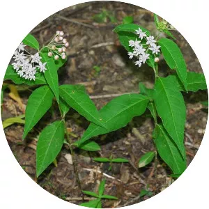Four-leaved milkweed - 