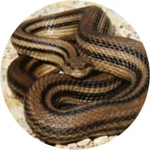 Four-lined snake
