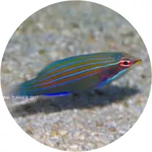 Four-lined wrasse