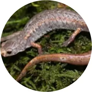 Four-toed salamander