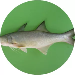 Fourfinger threadfin