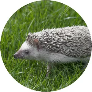 Fourtoed hedgehog