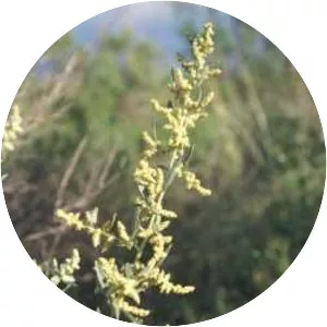 Fourwing saltbush - Plants